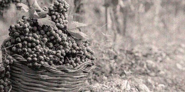 LA HISTORIA DE VEGANZONES