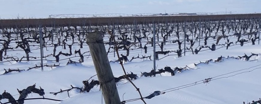  Bellos paisajes en los viñedos ¿“Año de nieves año de bienes”?